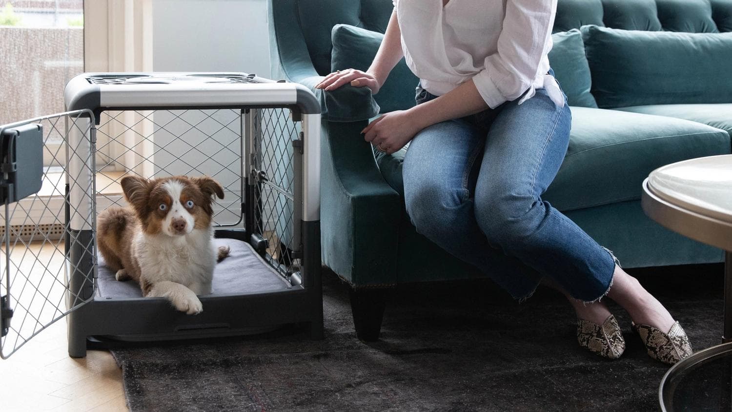 Dog carriers: how to choose one that actually keeps your dog safe