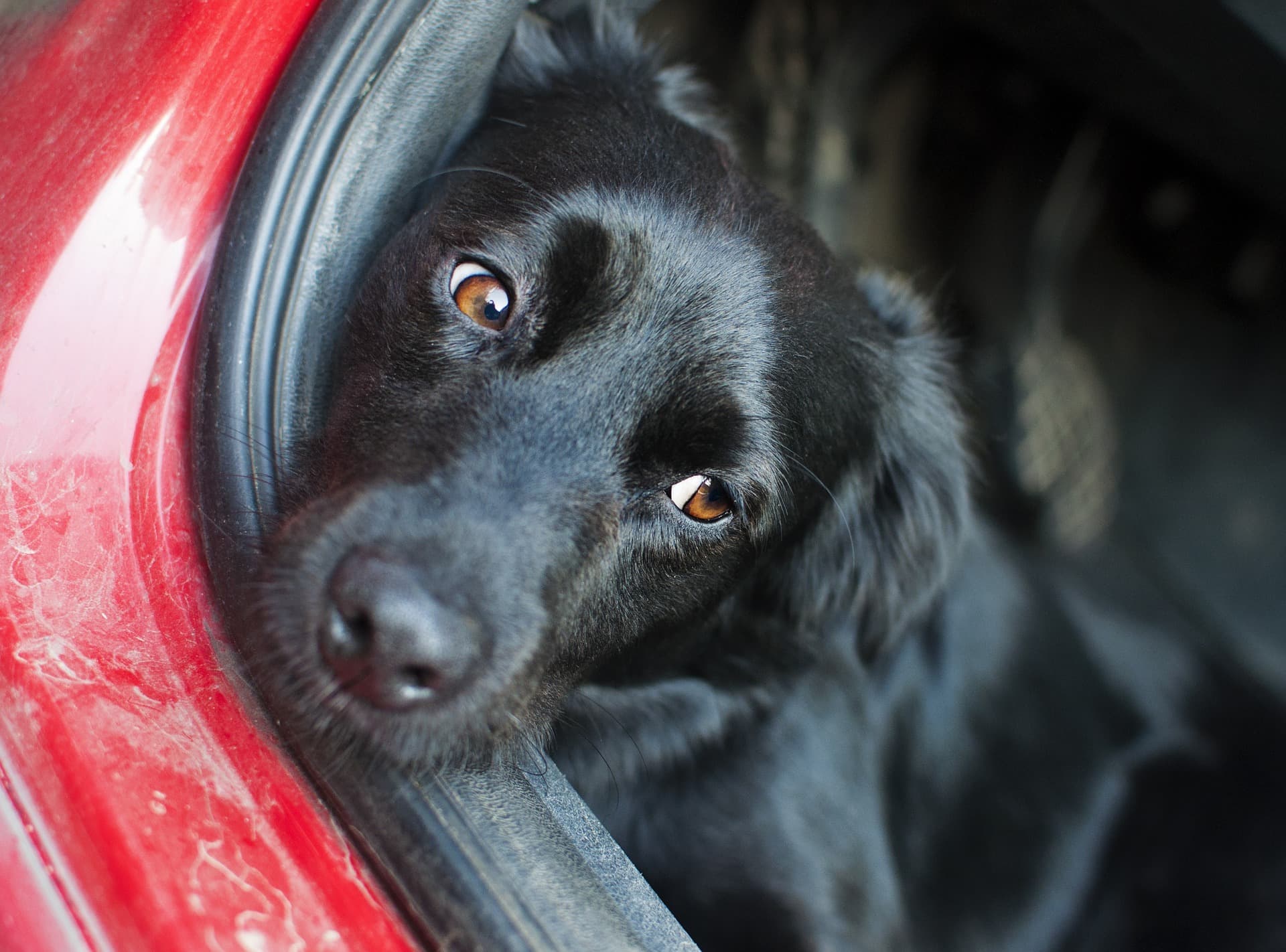 Travelling with a Large Dog: The No-Small-Print Guide