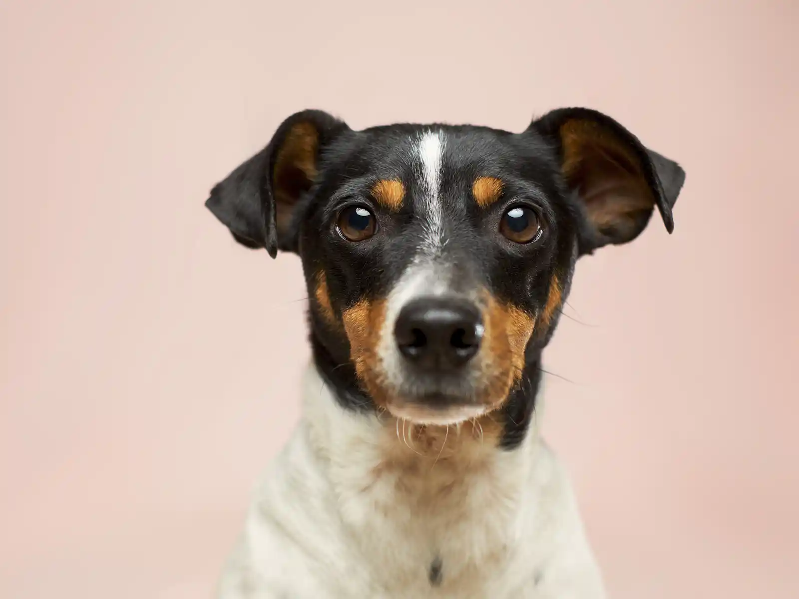 Dog Car Booster Seats: What They're For and Who Actually Needs One