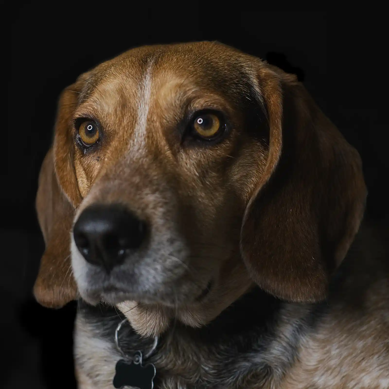 Dog car barriers: types, installation, and when to combine them