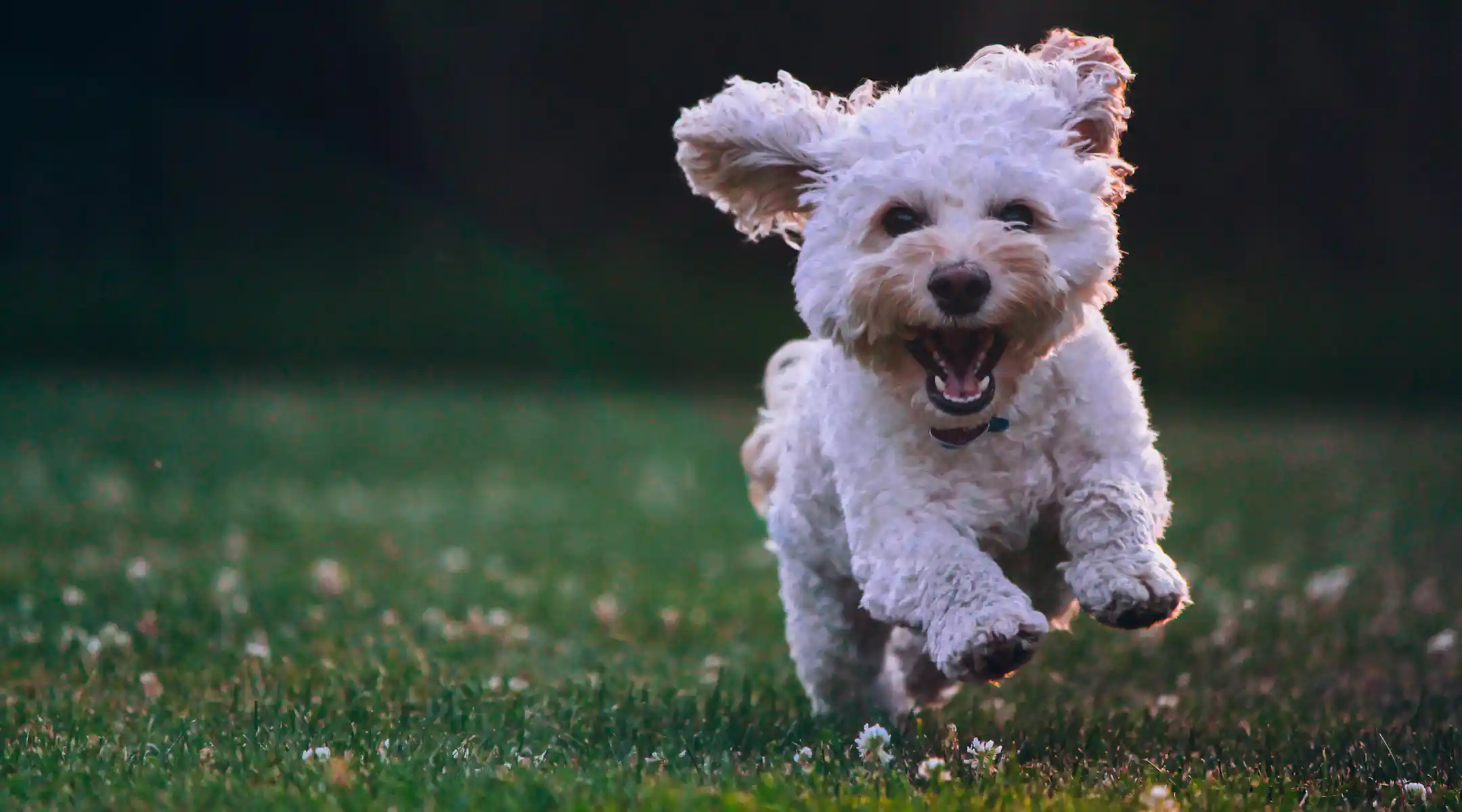 Taxis and Uber with your dog: rules, rights, and how to get a ride