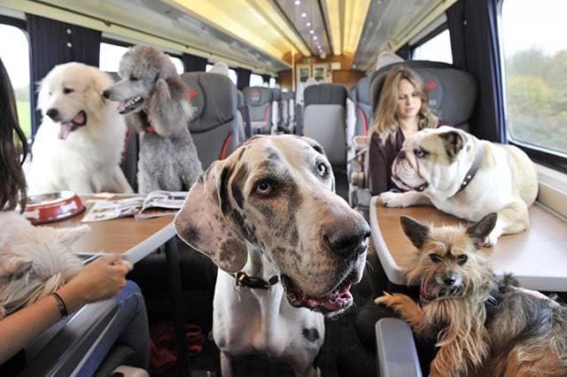 Viajar en tren con perro por España: normativa actualizada 2026